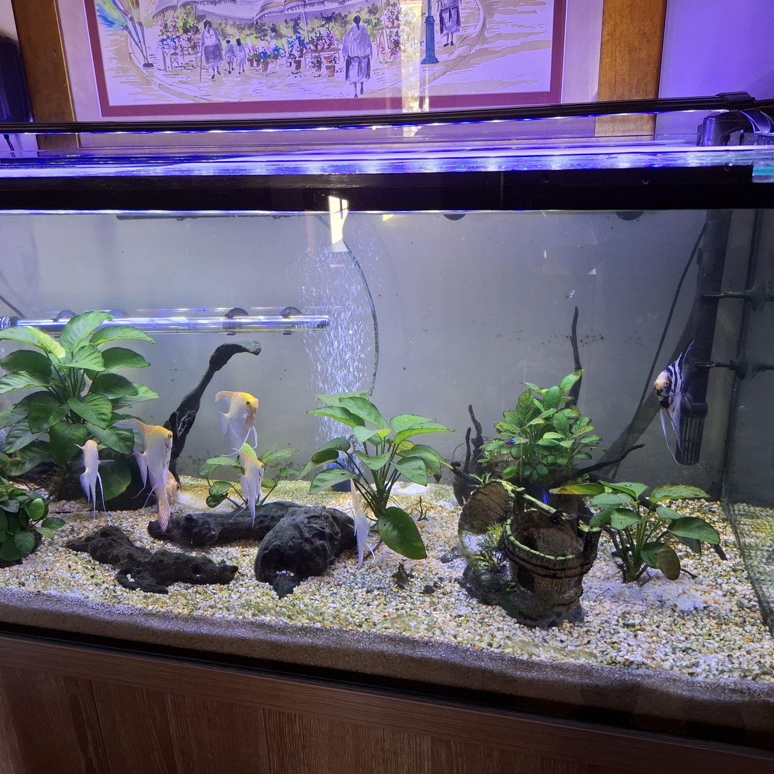 Aquario de 300 Lts, com movel
