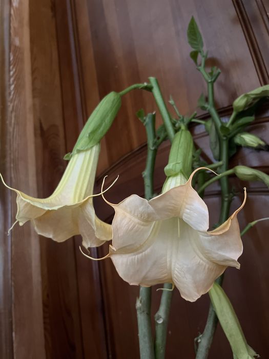 Труби янгола. Датура. Бругмансія. Бругмансия.