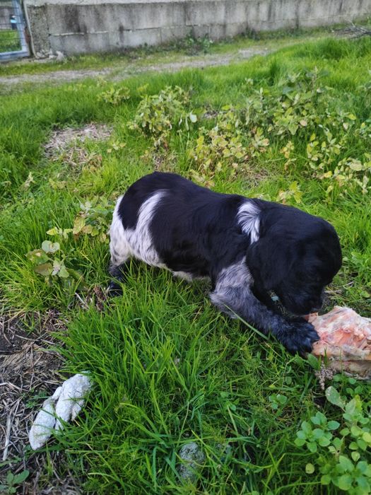 Epagneul  Breton com lop e afixo