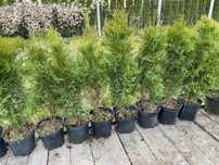 Tuja thuja szmaragd, smaragd 60-70 cm sadzonki w doniczce thuje