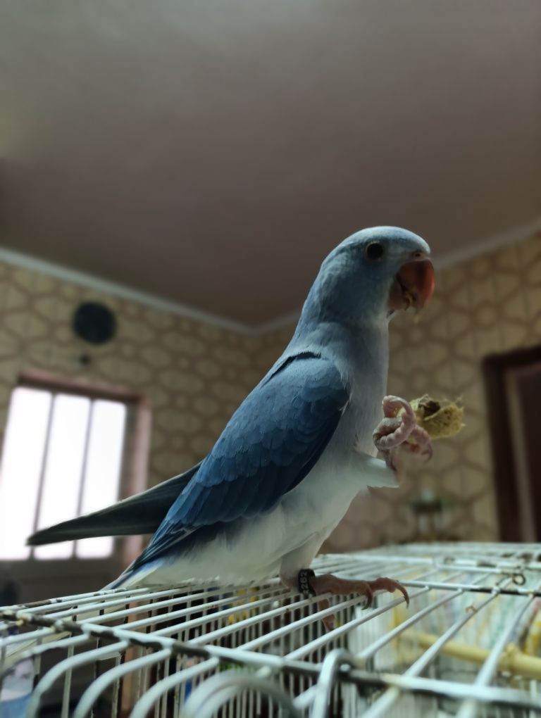 Ring Neck Azul Cobalto ClearTail Macho