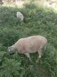 Vendo borregos!!