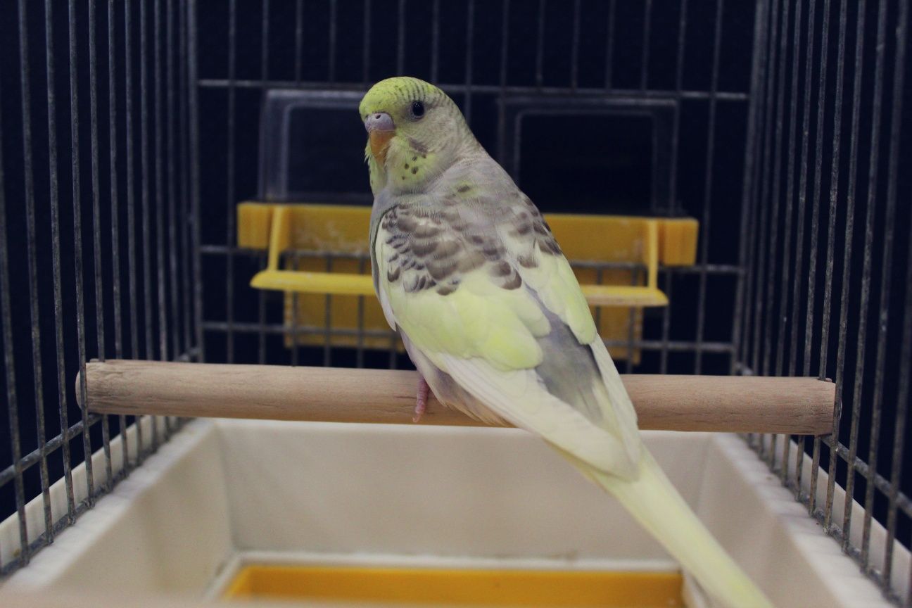 Papużka Falista (samica) MASSON