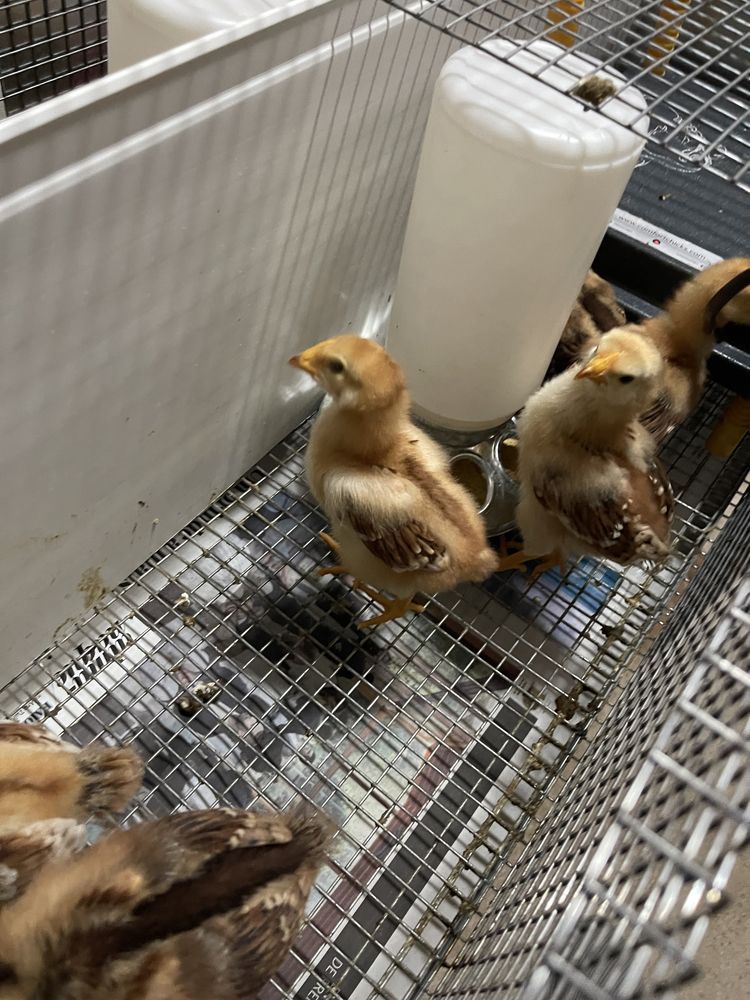 Pintos Rhode Island Red - Puros