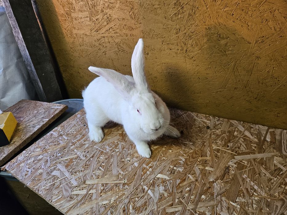 Olbrzym belgijski biały