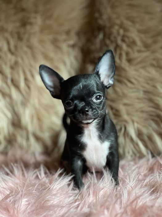 Chihuahua śliczny piesek