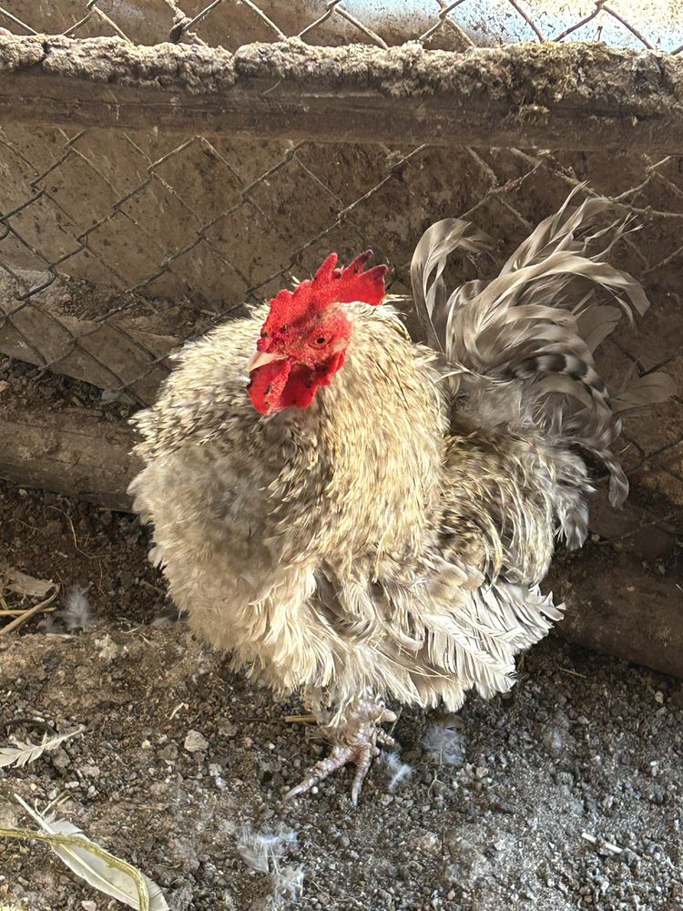 Galo de penas arrepiadas.