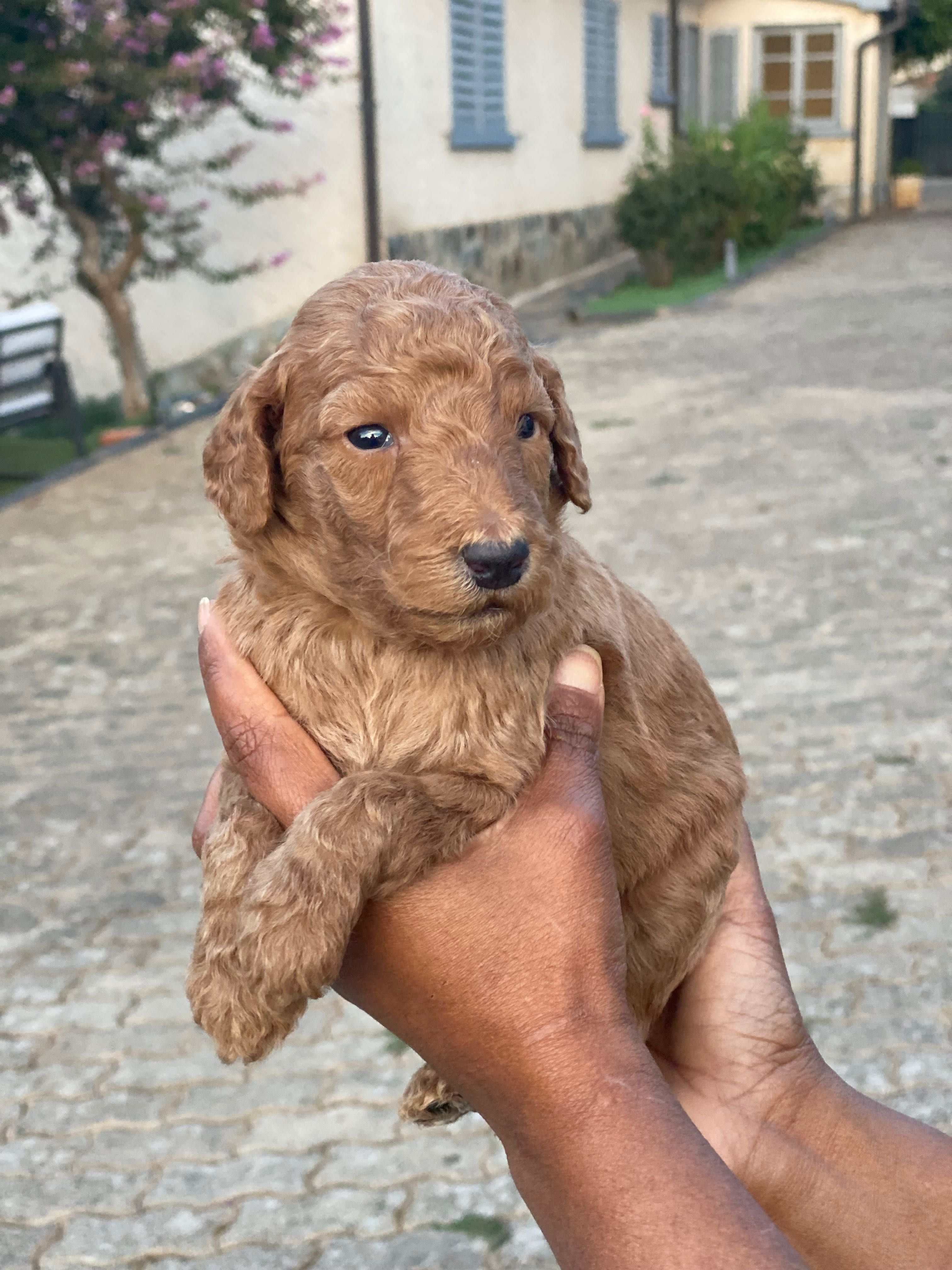 Linda bebê de Poodle Standard procura novo dono!!!