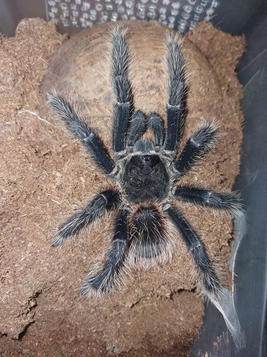 Lasiodora Parahybana dorosły samiec