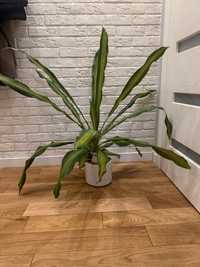 Dracena duza 100 cm