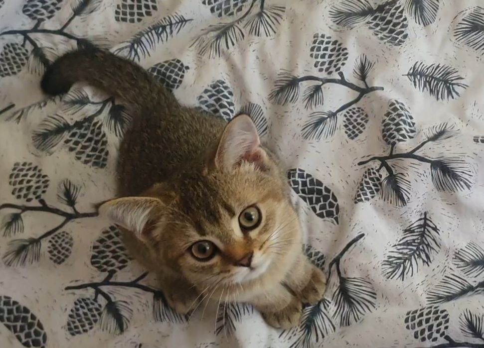 Шотландские котята, золотая шиншилла, три прямоушки, девочка вислоушка