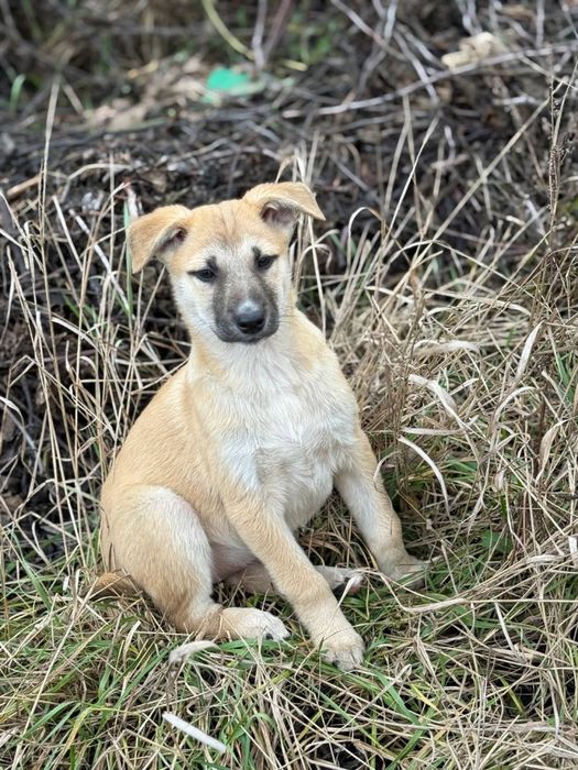Цуценя в сімʼю!!!малі на вулиці