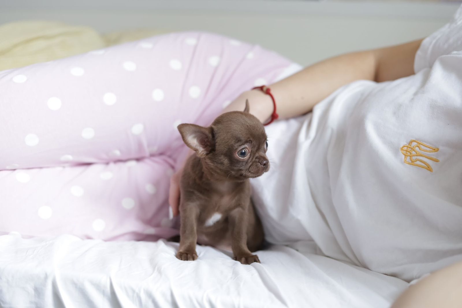 Chihuahua Mini dziewczynka fci