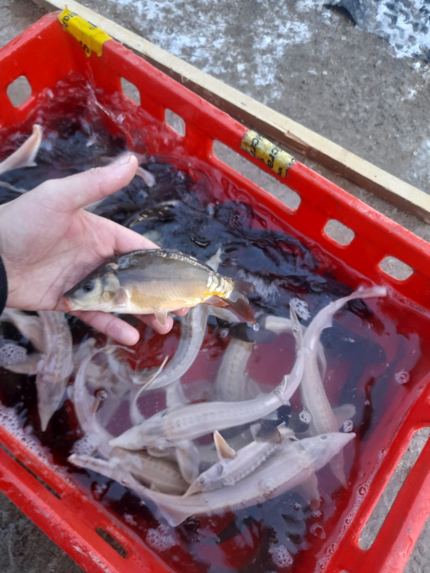 Ryby do oczka wodnego Jesiotr Karp koi Pstrąg Karp Karaś koi Lin Amur