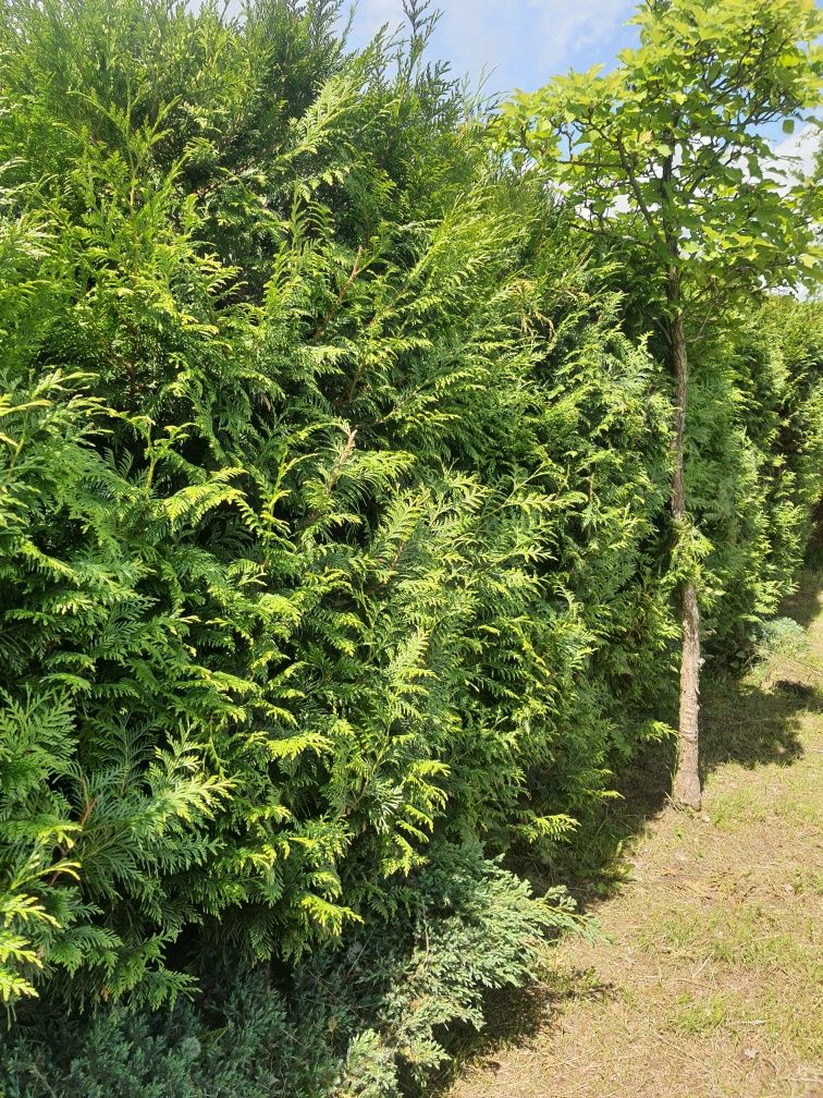 Thuja tuja Martin 1m ładniejsza niż Brabant piękny żywopłot PROMOCJA