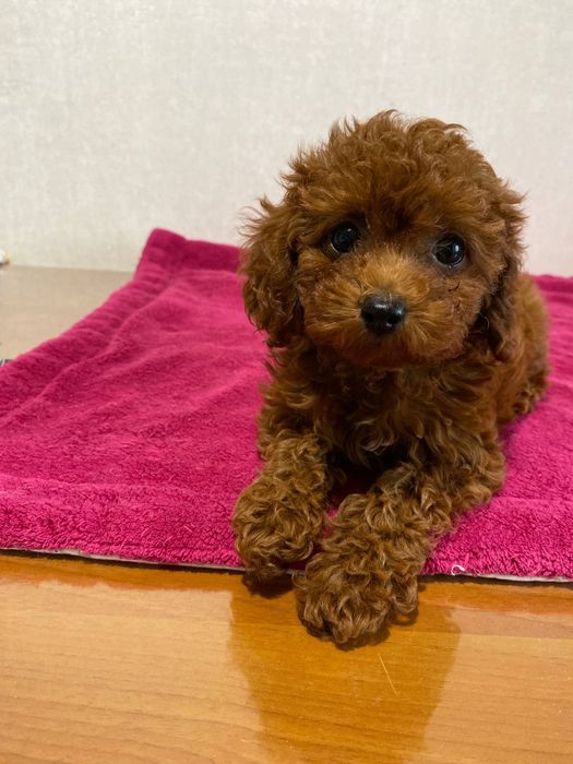 Той пудель дівчинка, Китай