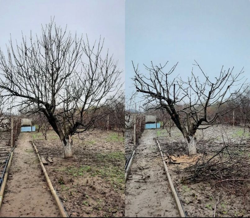 Обрізка плодових дерев та кущів