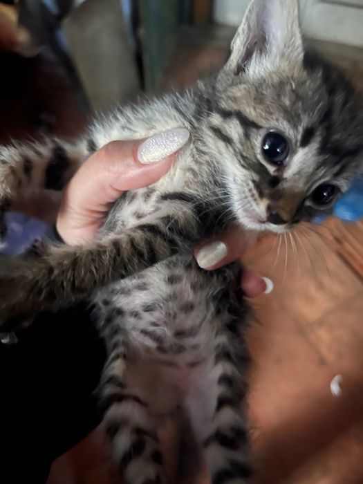 Tenho gatos para quem quiser uma adoção responsável