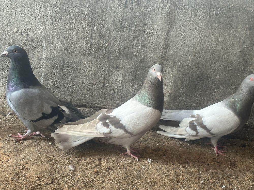 Disponiveis casais de pombos Romanos