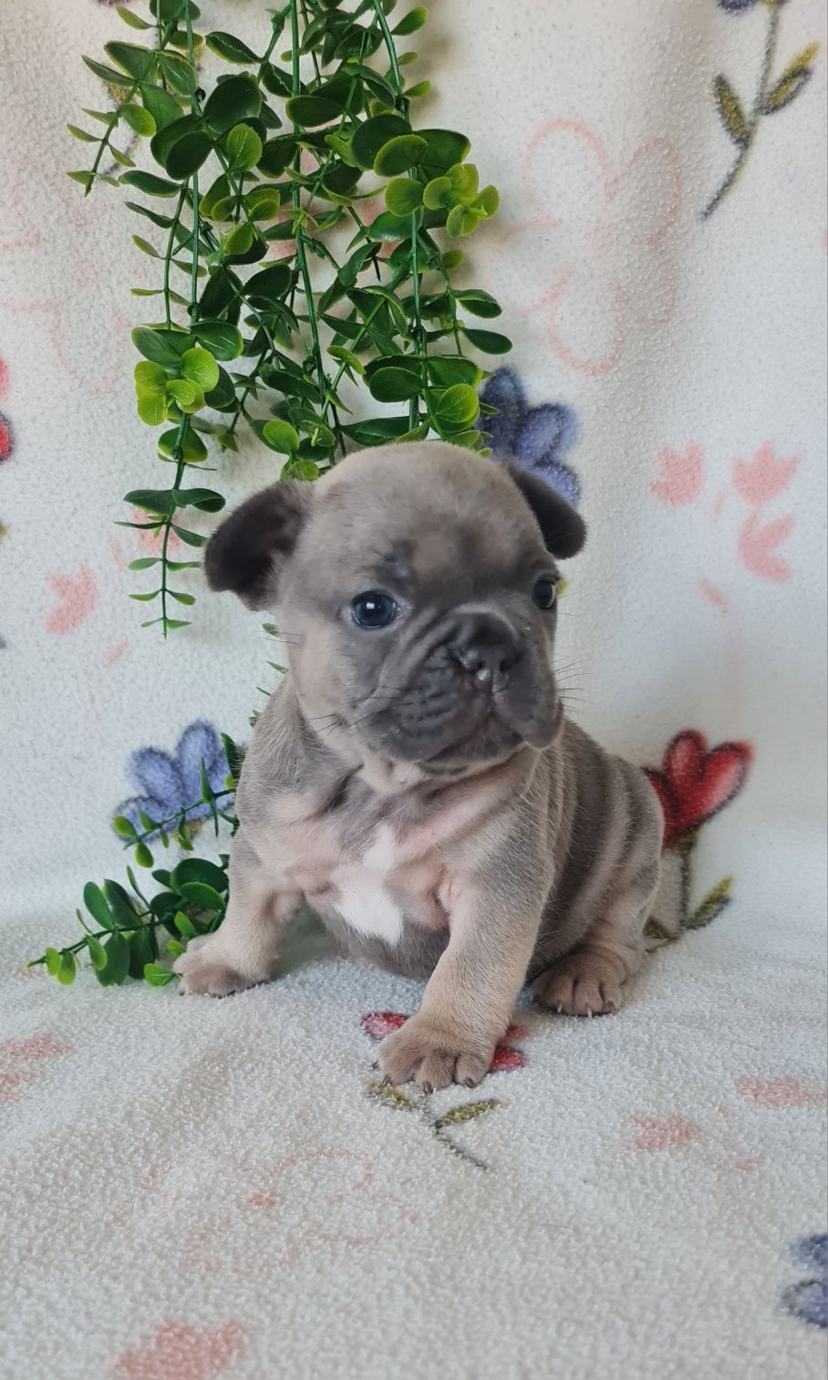 Estupenda menina Bulldog/Bouledogue Francês blue tan. Qualidade