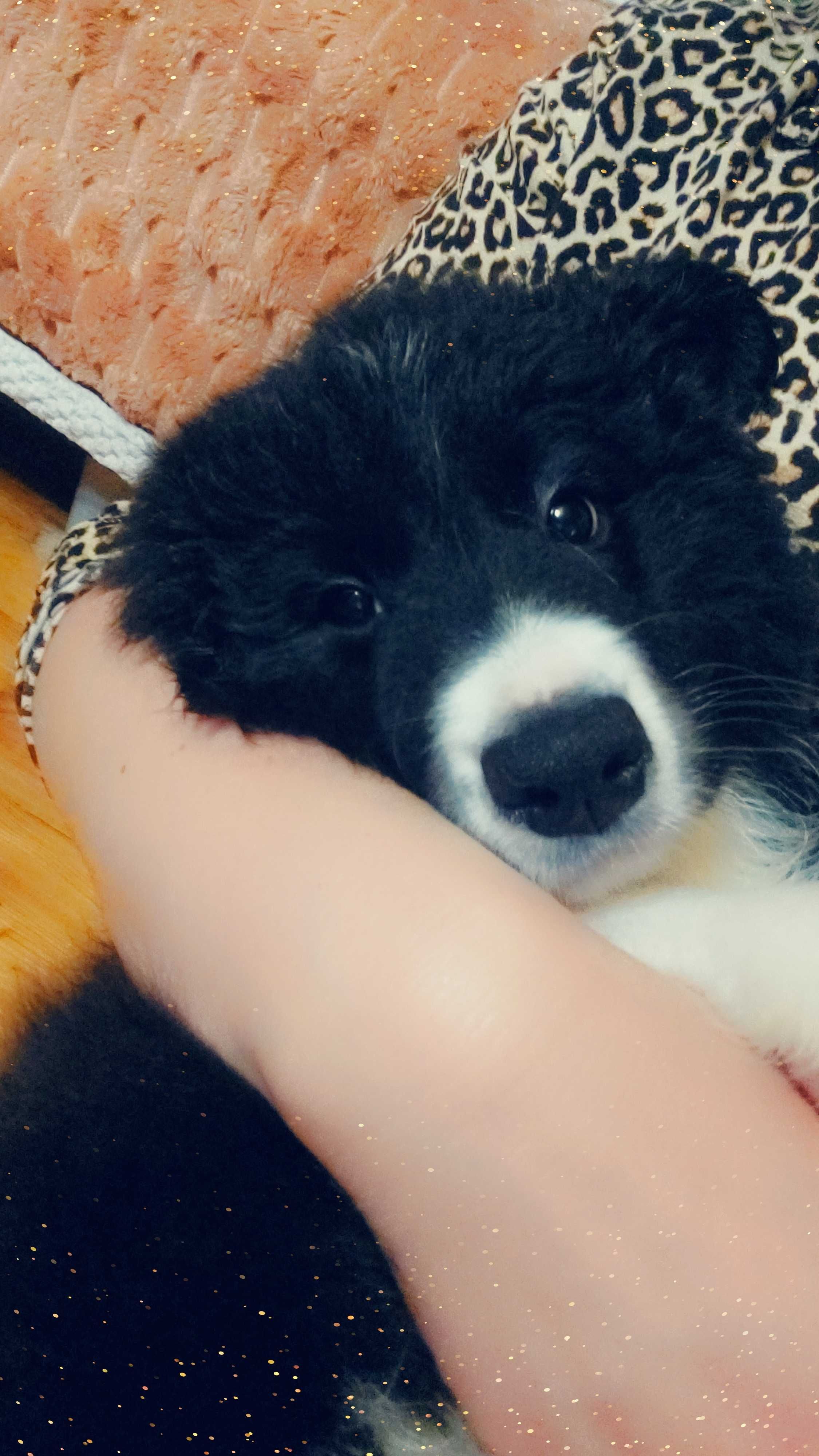 Border Collie piękny piesek czarno-biały