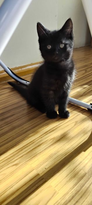 Oddam za darmo kotki