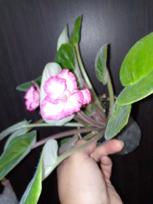 Трейлер. Фіалки. Сенполії