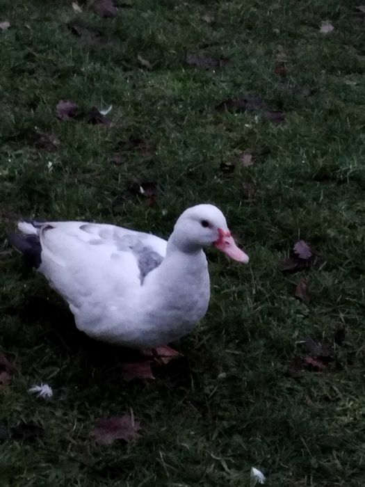 kaczki kaczory francuskie PIŻMOWE