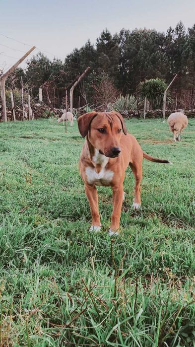 Cadela Perdigueira / Raçada