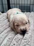 Golden Retriver piesek