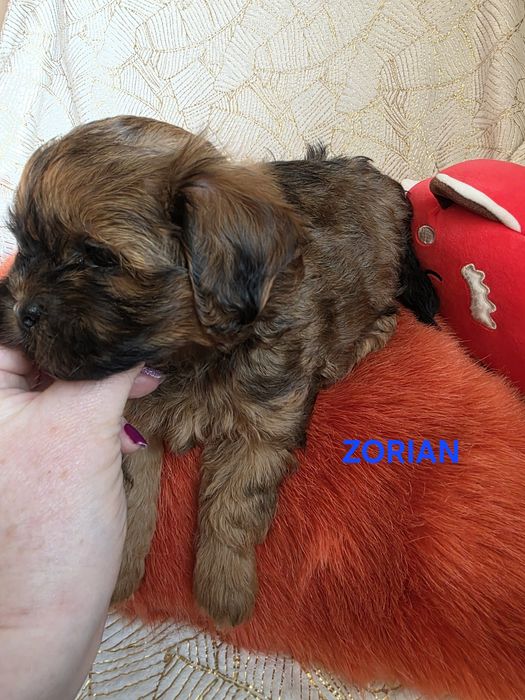 SHIHPOO śliczny chłopczyk