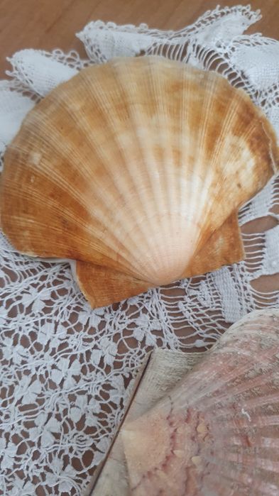 Muszle morskie, piękne, podwójne.