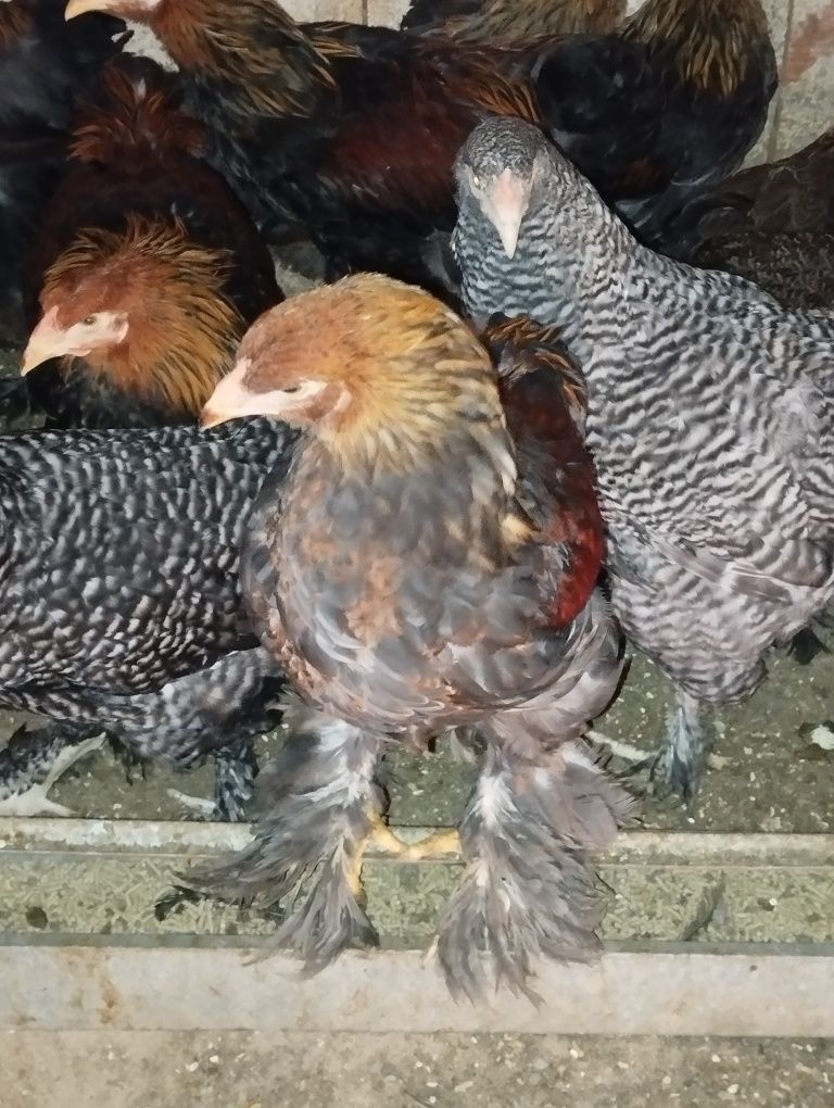 Brahma várias origens