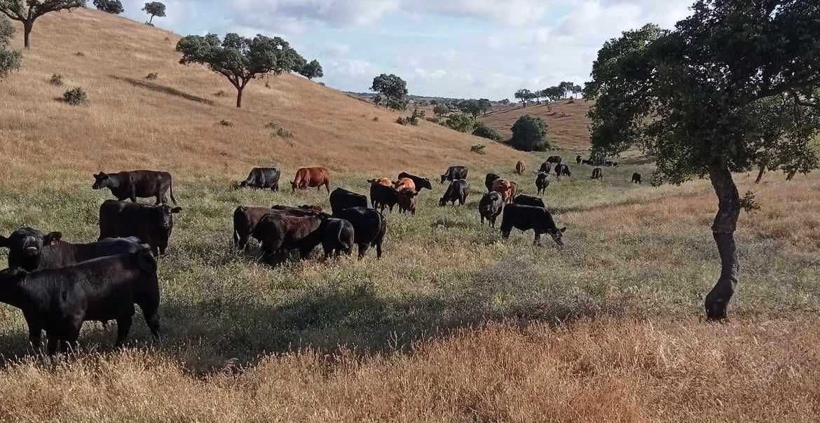 Vendo novilhas Angus