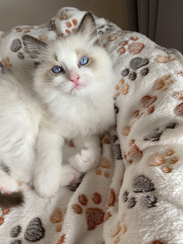 Ragdoll sliczny kocurek