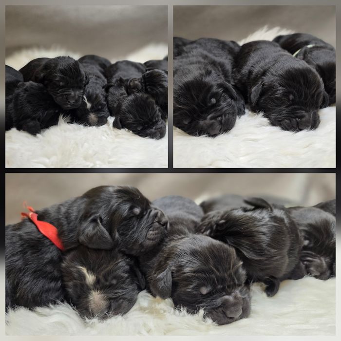 Nowofundland FCI ZKWP