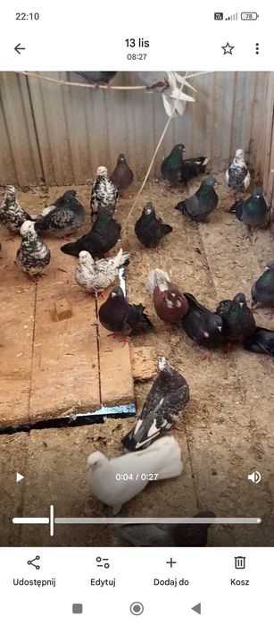 Gołębie orliki lubelskie likwidacja 80 sztuk