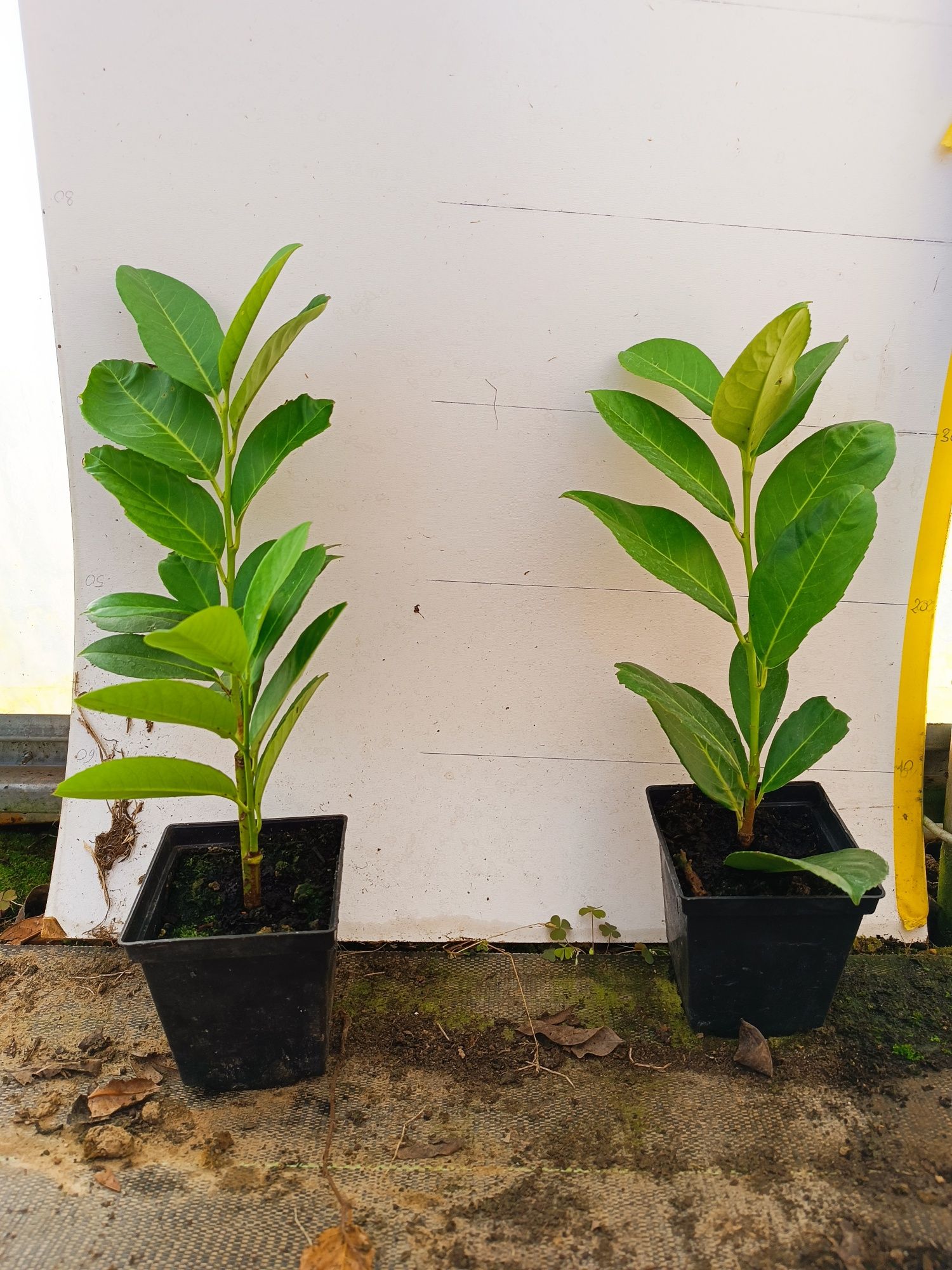 Laurowiśnia  NOVITA p9 30 cm  producent Wiorin/Rabat.