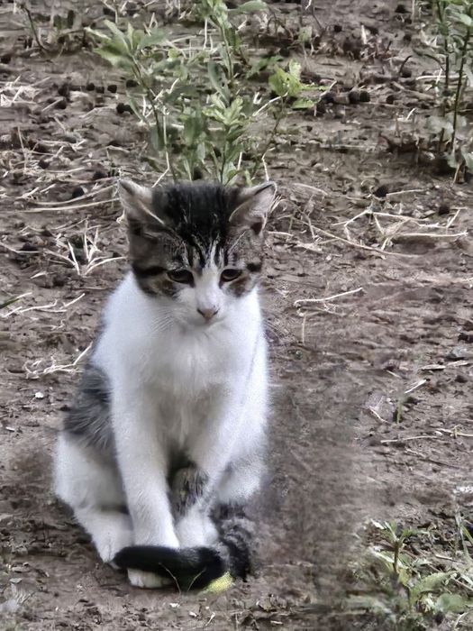 Отдам даром в добрые руки полосато-белого котенка
