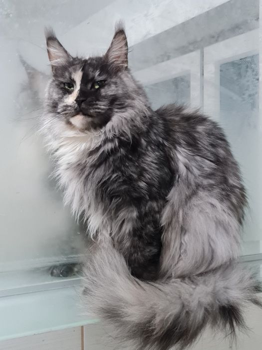 Maine coon kotka szyrkletka dymna z bielą