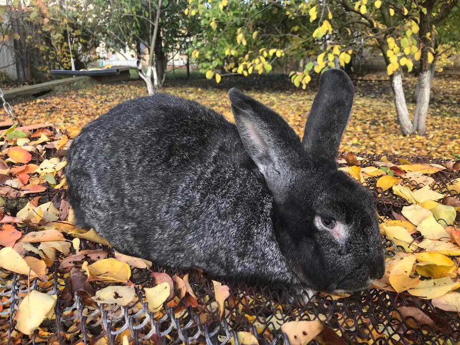 Продам дорослих кролів на плем"я та молодняк.