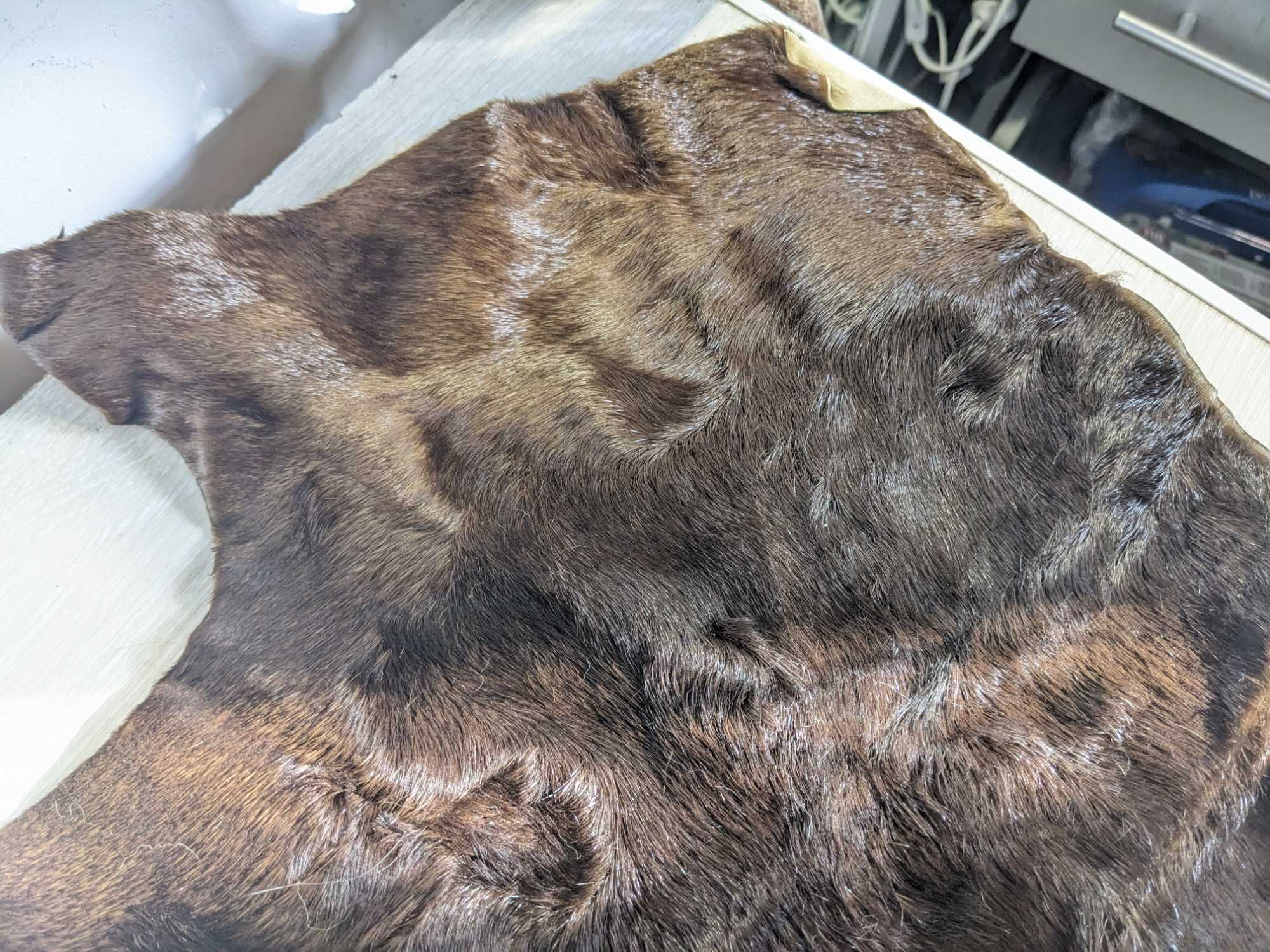 Шкура південно американського хутряного тюленя fur seal skin