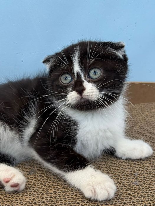 Femea scottish fold