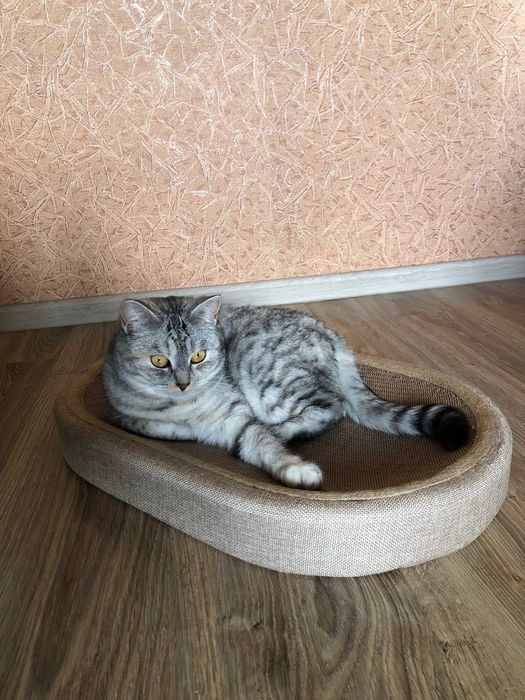 Когтеточка-лежанка 2-в-1 для котів – зручна з м'ячиком