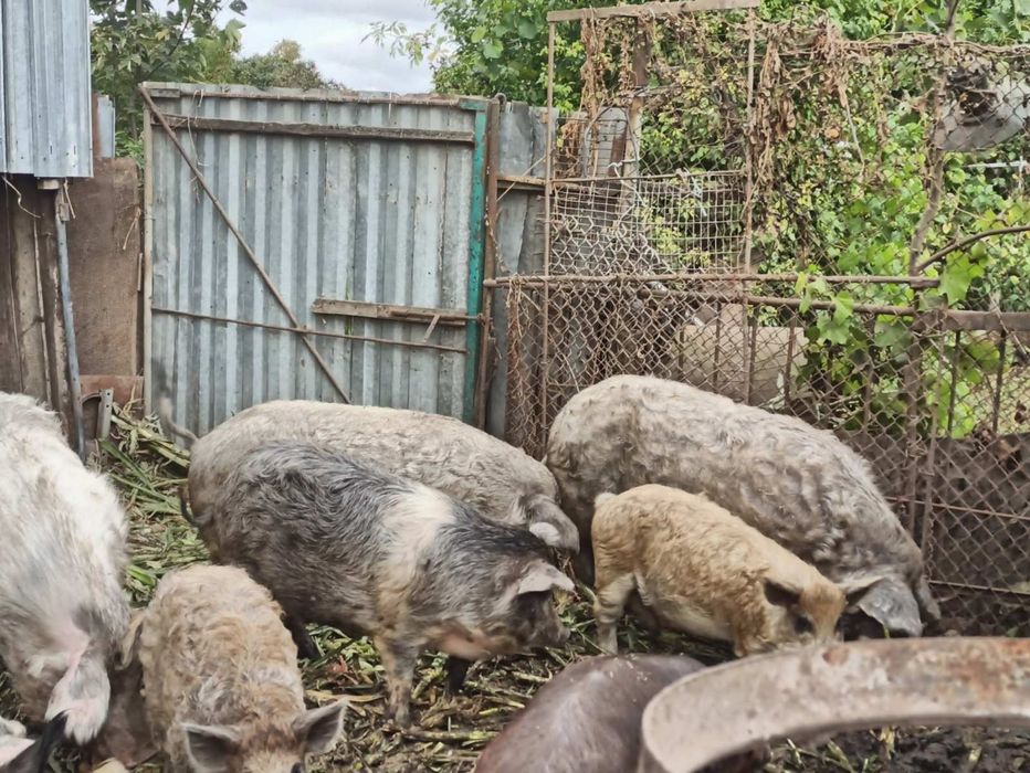Поросята породи Мангалиця, є забій вагою 60-120 кг тушка, по100 гривен