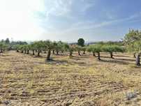 Terreno em Açores e Velosa de 49492,00 m2