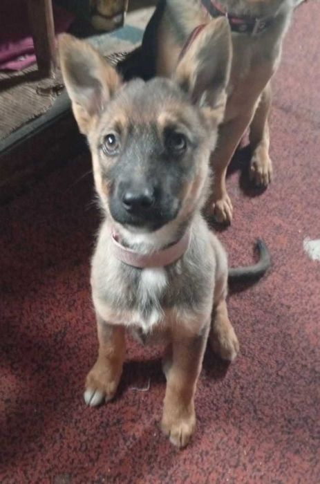 Цуценя безкоштовно 3-4 міс/ щенки в добрые руки