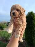 Maltipoo uroczy Szczeniak!