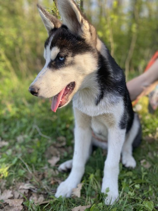 Продається чистокровна хаска