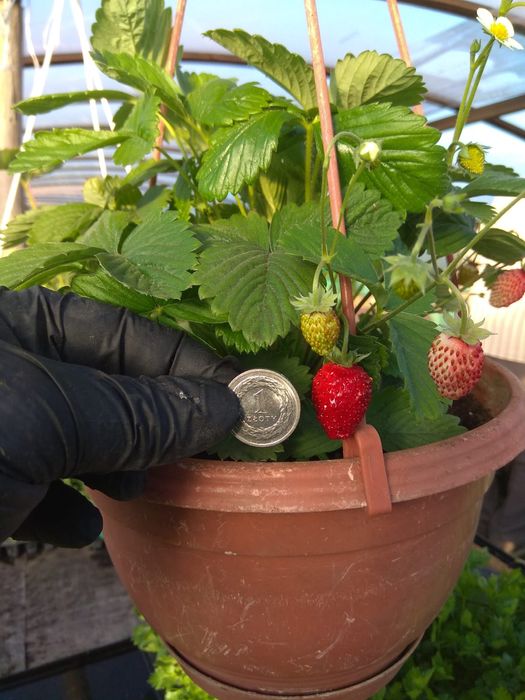 Poziomka wieloletnia, wielkoowocowa